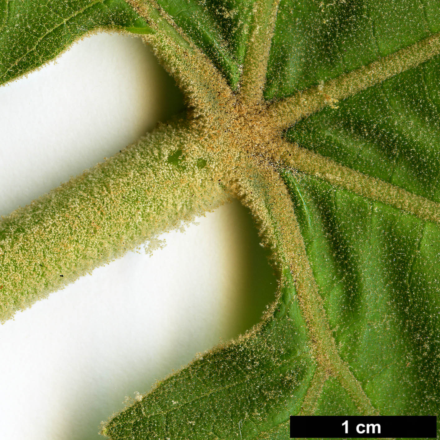 High resolution image: Family: Araliaceae - Genus: Tetrapanax - Taxon: papyrifer